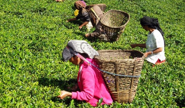 Tea amounting to Rs 1.37 billion exported via eastern checkpoint