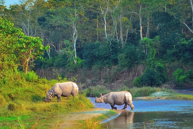 Tourist arrivals up in Chitwan National Park