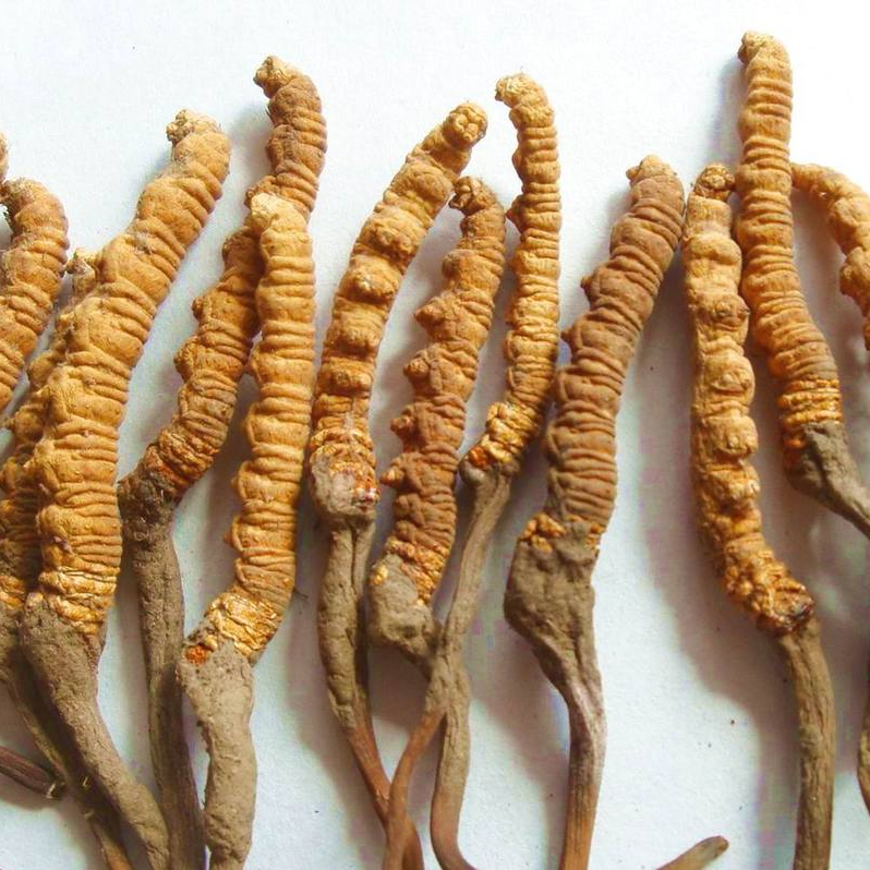 Four arrested along with 'Yarsagumba'