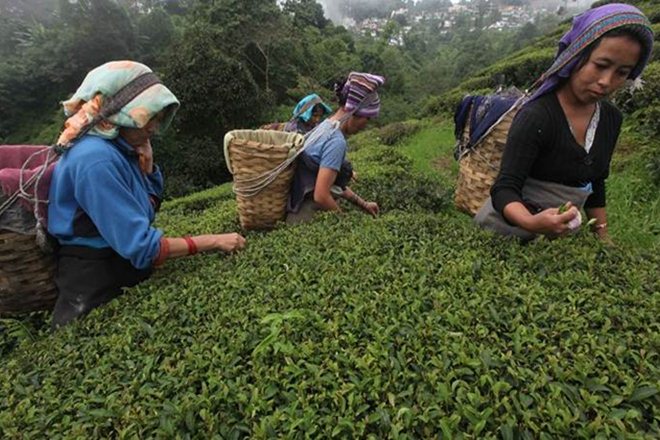 India Trade Restrictions Force Shutdown of 65 Ilam Tea Factories