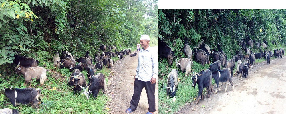 जुम्लाका भेडापालक किसानलाई 'गोठालो भत्ता'