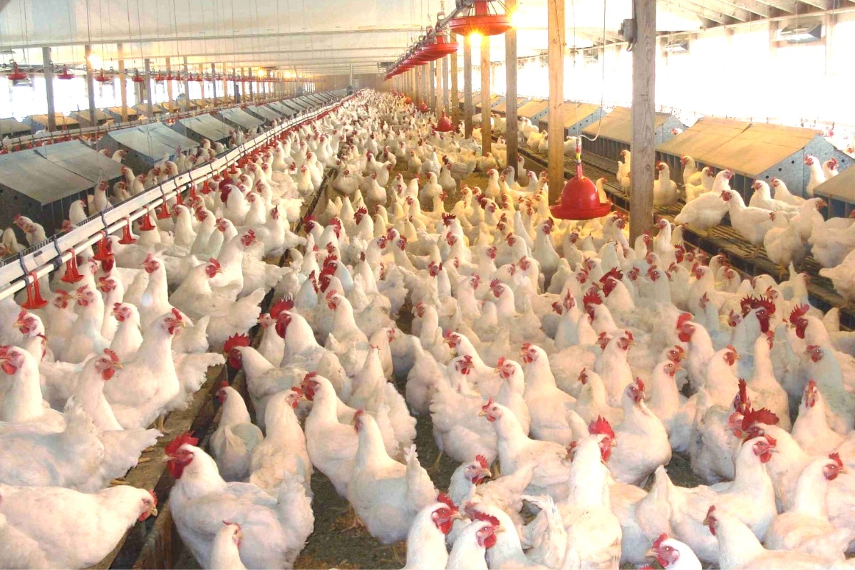 Home Ministry directs to control smuggling of poultry and poultry products