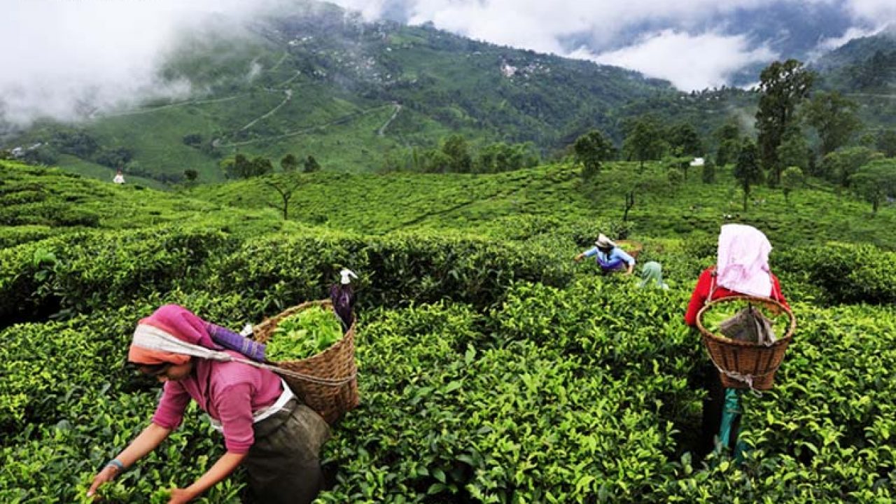 Tea export witnesses rise by 69 percent