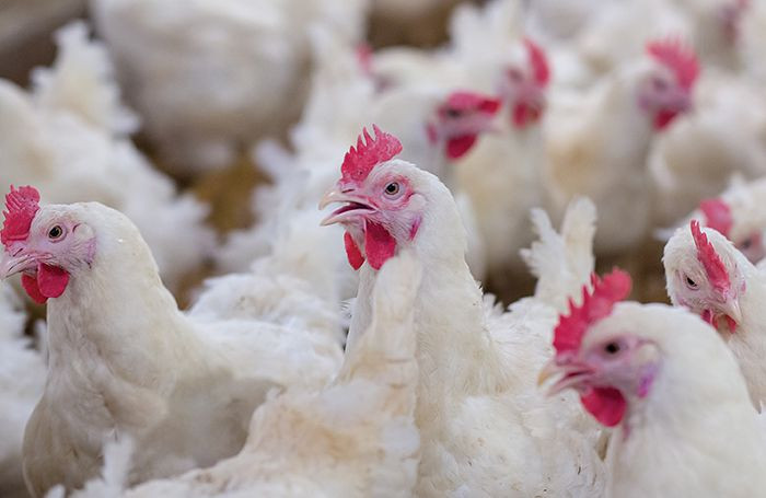 Over 19 thousand chickens culled to prevent spread of Bird Flu infection in Sunsari