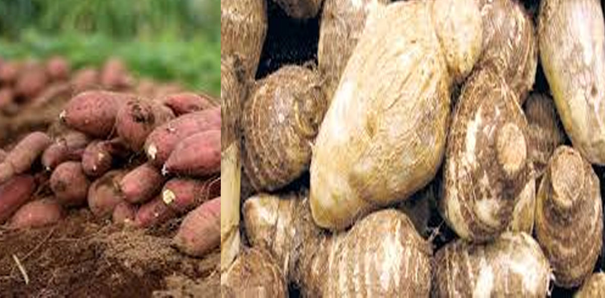 भोलि हरिबोधनी एकादशी, कालीमाटीमा पिँडालु सस्तो हुँदा महँगियो सक्खरखण्ड